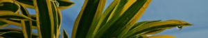 dracena